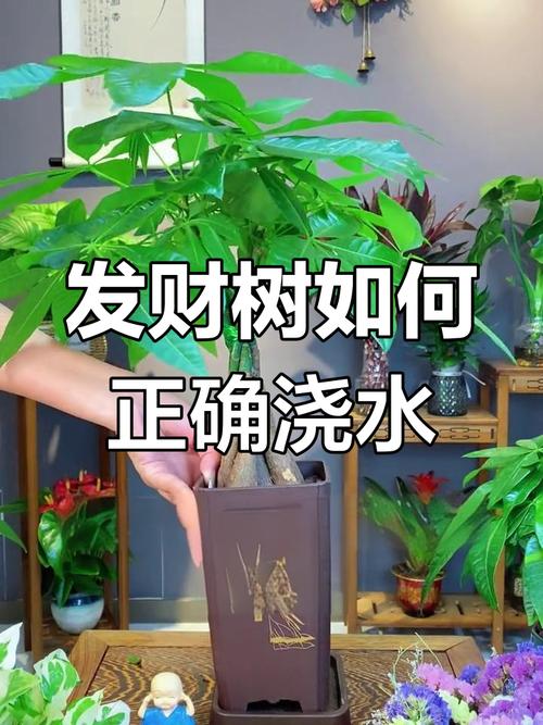 发财树怎么浇水，立春后发财树怎么浇水-第4张图片-优品飞百科