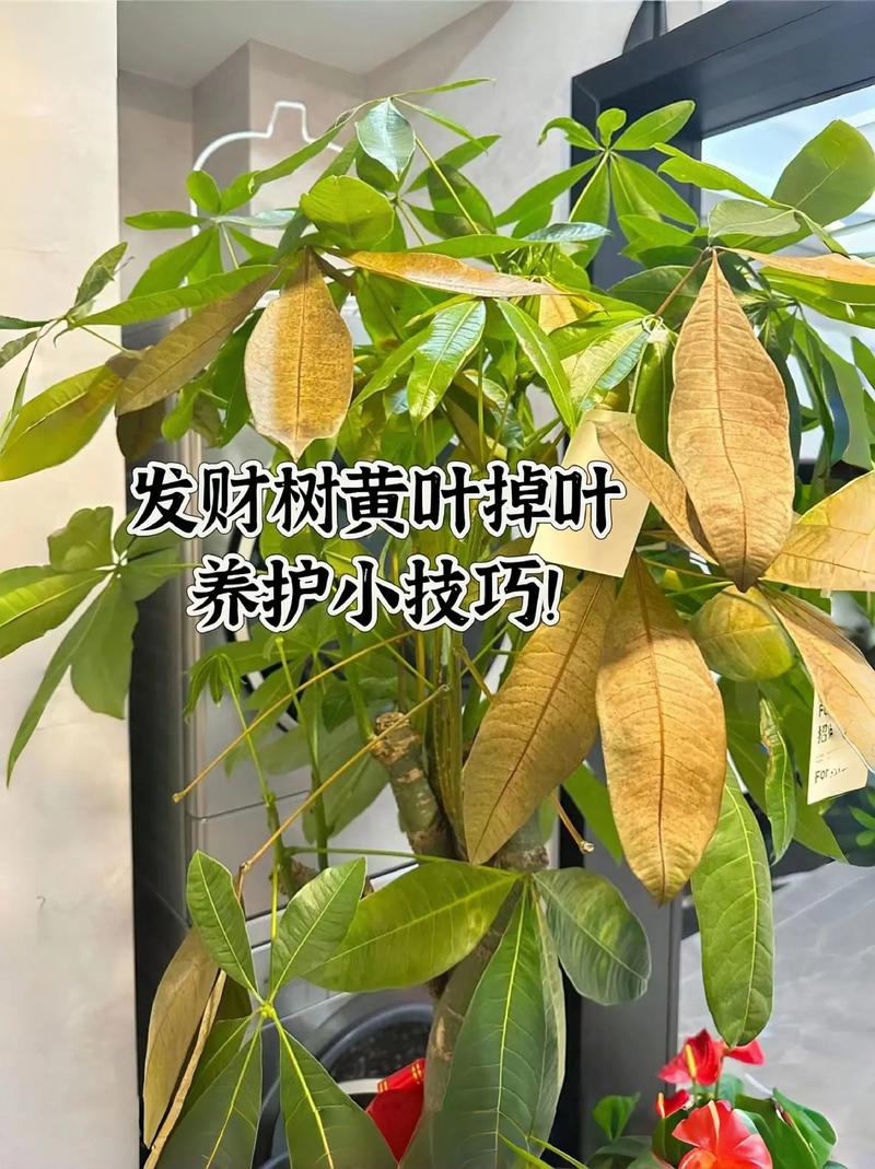发财树怎么浇水，立春后发财树怎么浇水-第5张图片-优品飞百科