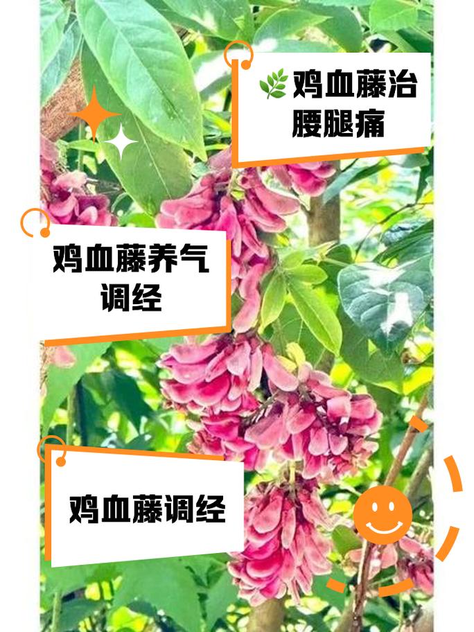魔鬼藤怎么养，魔鬼藤怎么养才能更旺盛-第5张图片-优品飞百科