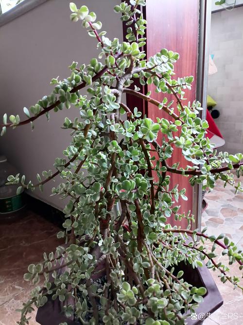雅乐之舞夏天怎么养，雅乐之舞夏天的养护-第4张图片-优品飞百科