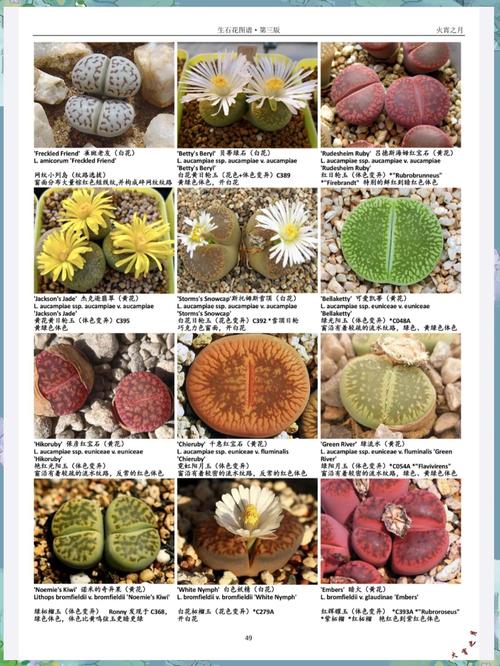 生石花怎么分株，生石花怎么认品种-第2张图片-优品飞百科
