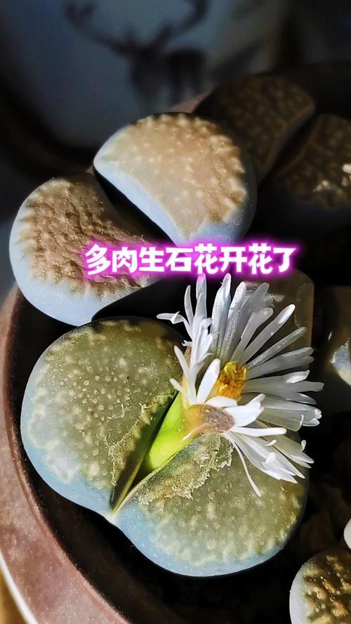 生石花怎么分株，生石花怎么认品种-第3张图片-优品飞百科