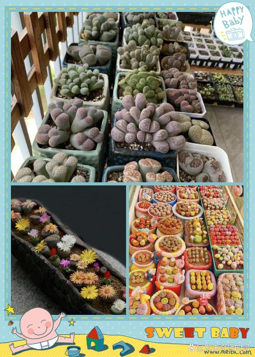 生石花怎么分株，生石花怎么认品种-第6张图片-优品飞百科