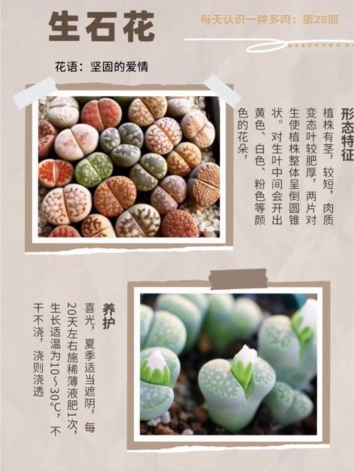 生石花怎么分株，生石花怎么认品种-第7张图片-优品飞百科