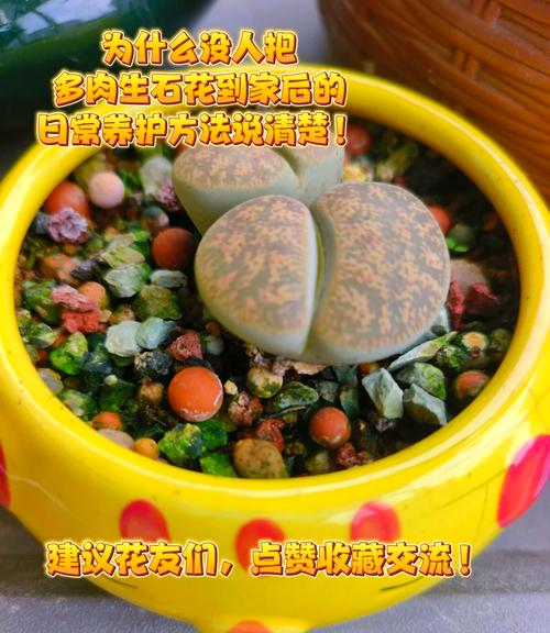 生石花怎么分株，生石花怎么认品种-第8张图片-优品飞百科