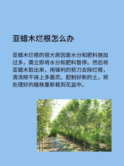 亚蜡木怎么爆盆？全哑木蜡油？