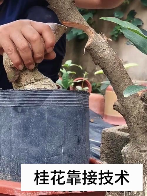 桂花树什么时候嫁接，桂花树北方几月份移栽比较好？