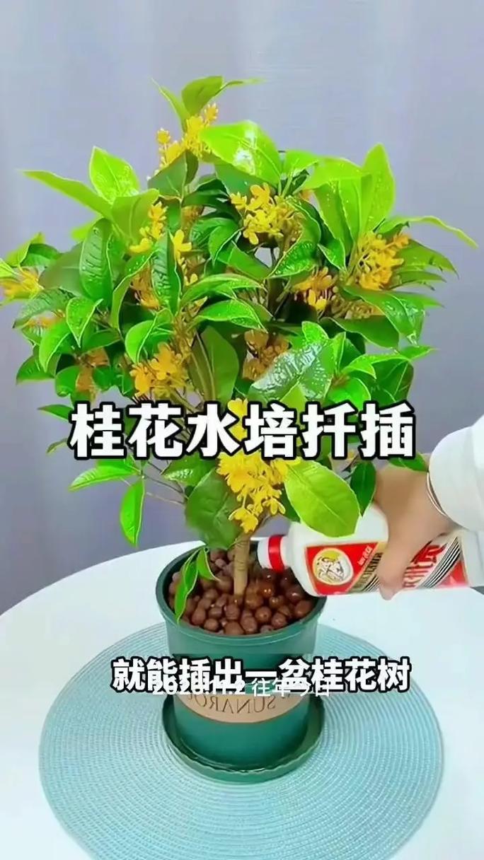桂花树什么时候嫁接，桂花树北方几月份移栽比较好？-第2张图片-优品飞百科