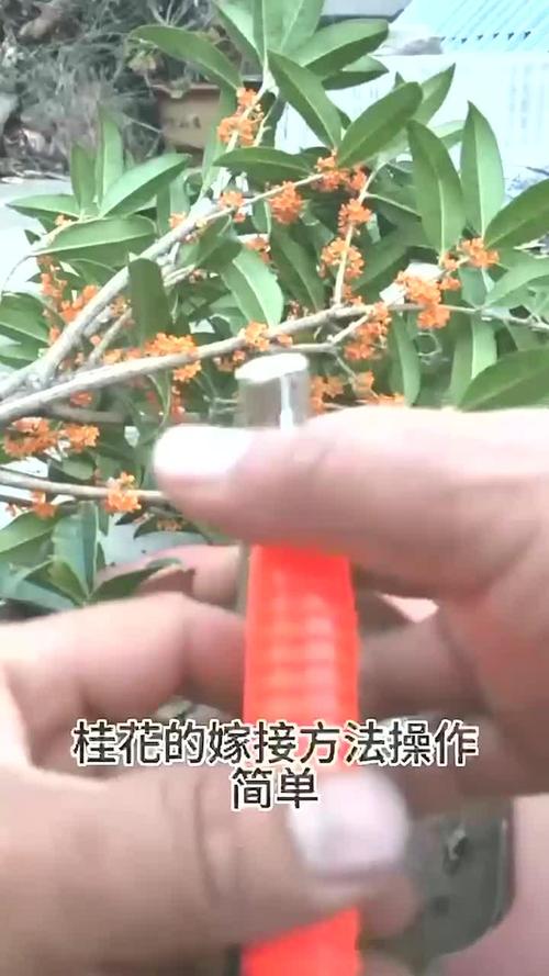 桂花树什么时候嫁接，桂花树北方几月份移栽比较好？-第4张图片-优品飞百科