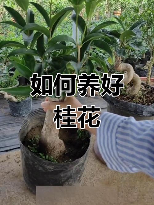 桂花树什么时候嫁接，桂花树北方几月份移栽比较好？-第5张图片-优品飞百科