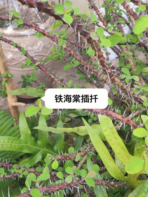 铁海棠的扦插法，铁海棠怎么插扦-第2张图片-优品飞百科