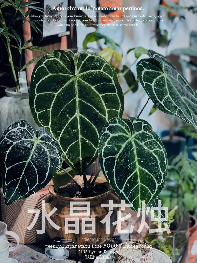 水晶花烛的繁殖方法？水晶花烛生长速度？-第2张图片-优品飞百科