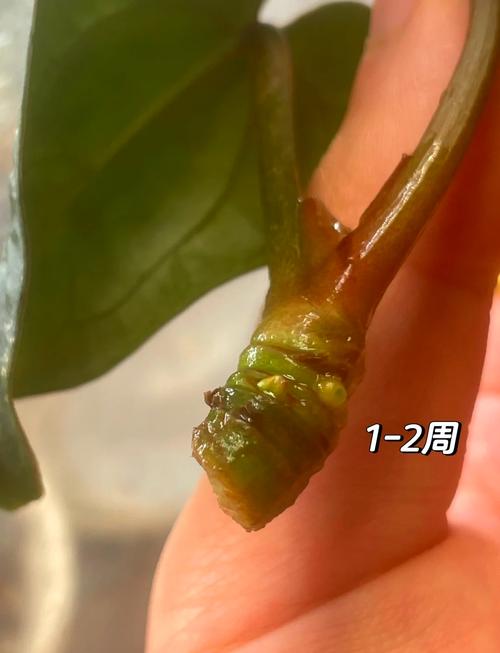 水晶花烛的繁殖方法？水晶花烛生长速度？-第4张图片-优品飞百科