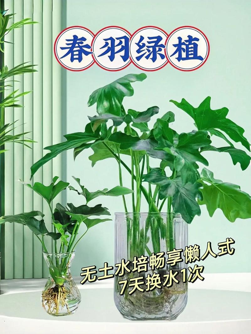 水晶花烛的繁殖方法？水晶花烛生长速度？-第5张图片-优品飞百科