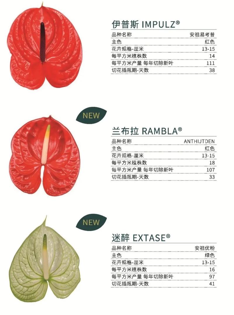 水晶花烛的繁殖方法？水晶花烛生长速度？-第6张图片-优品飞百科