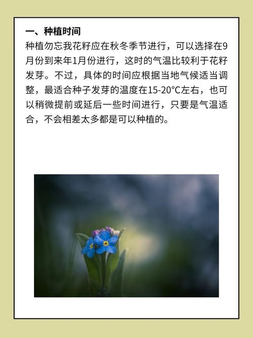 勿忘我怎么养护？勿忘我怎么养 放水养 还是不放水？-第3张图片-优品飞百科
