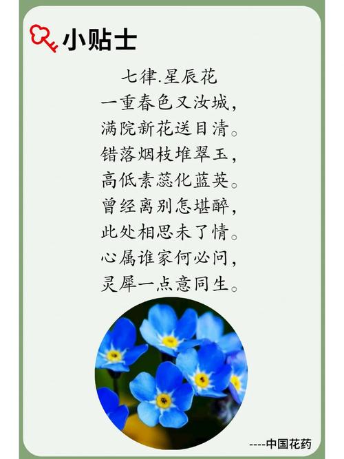 勿忘我怎么养护？勿忘我怎么养 放水养 还是不放水？-第4张图片-优品飞百科