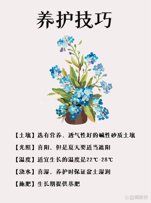 勿忘我怎么养护？勿忘我怎么养 放水养 还是不放水？-第5张图片-优品飞百科