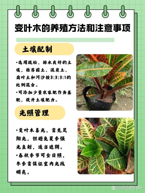 变叶木怎么养比较好？变叶木的养殖方法之六个要点？-第2张图片-优品飞百科