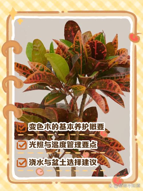 变叶木怎么养比较好？变叶木的养殖方法之六个要点？-第3张图片-优品飞百科