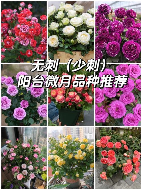 如何把微月养壮？微月如何爆盆？