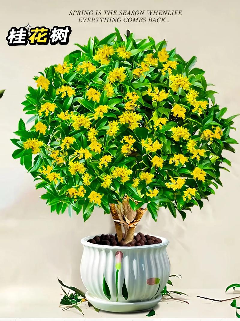 盆景桂花怎样过冬，盆栽桂花怎么越冬