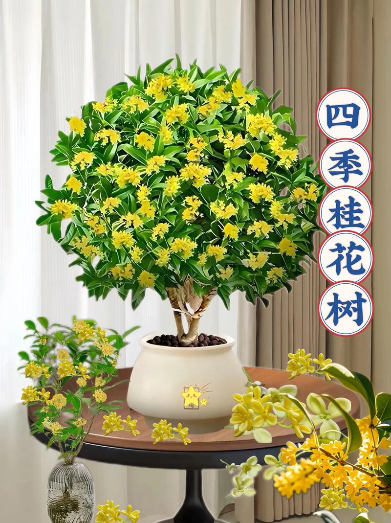 盆景桂花怎样过冬，盆栽桂花怎么越冬-第2张图片-优品飞百科