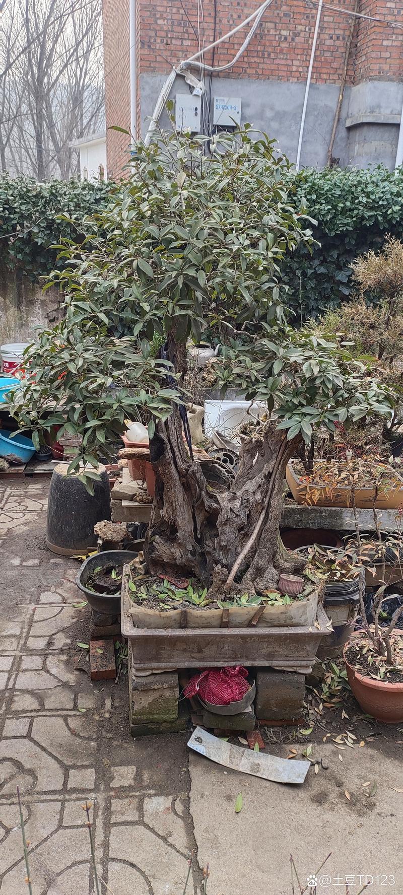 盆景桂花怎样过冬，盆栽桂花怎么越冬-第3张图片-优品飞百科