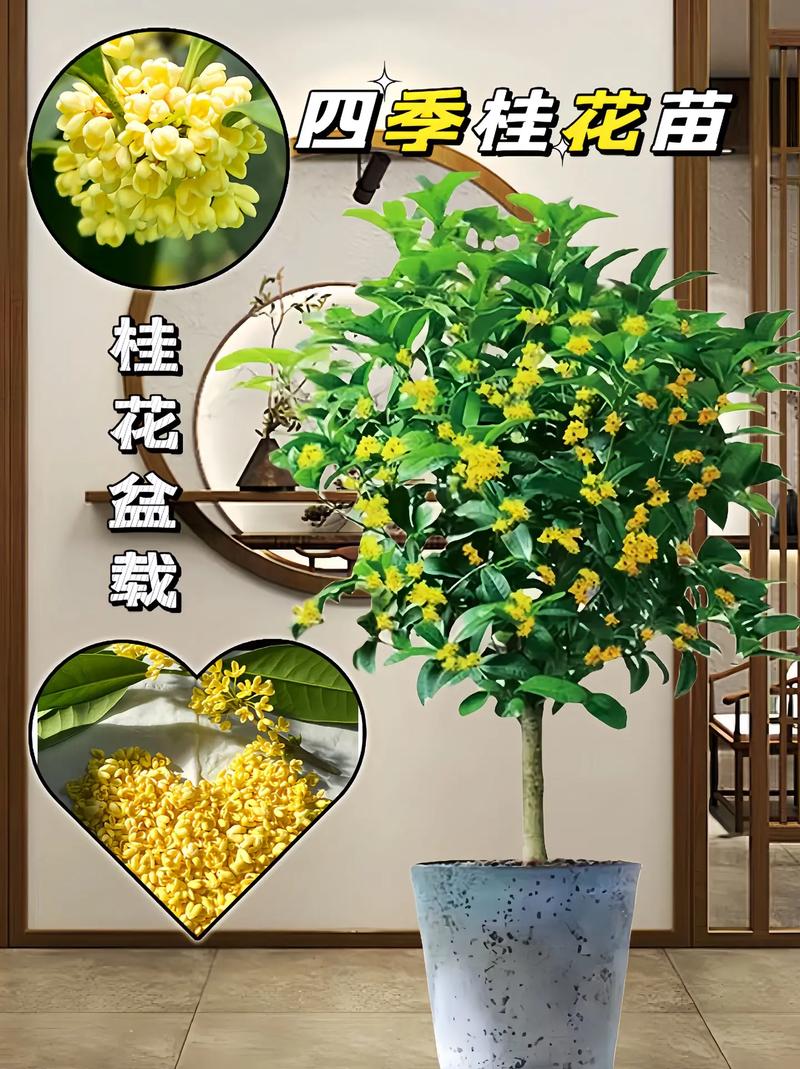 盆景桂花怎样过冬，盆栽桂花怎么越冬-第4张图片-优品飞百科