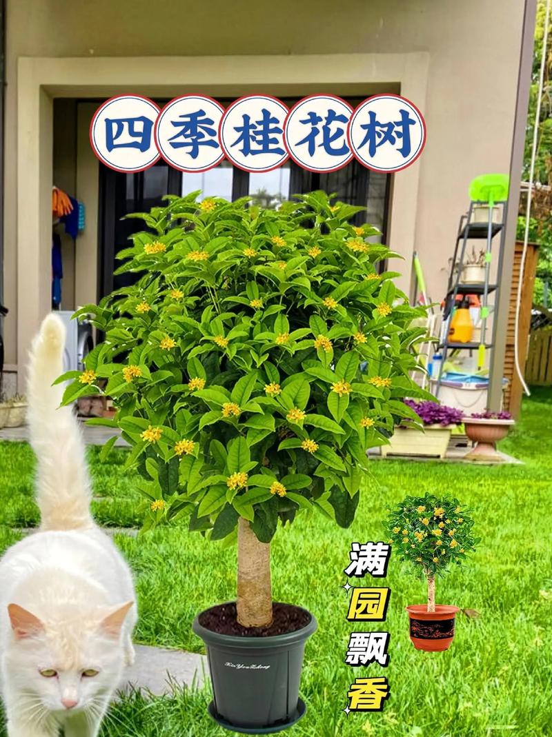 盆景桂花怎样过冬，盆栽桂花怎么越冬-第5张图片-优品飞百科