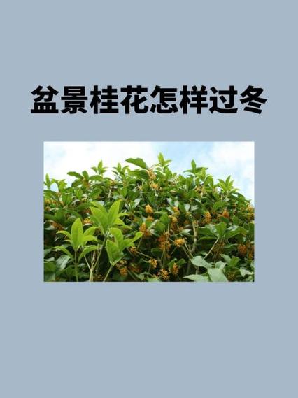 盆景桂花怎样过冬，盆栽桂花怎么越冬-第6张图片-优品飞百科