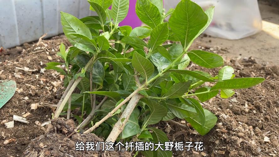 栀子花怎么扦插，栀子花怎么扦插才能存活？-第3张图片-优品飞百科