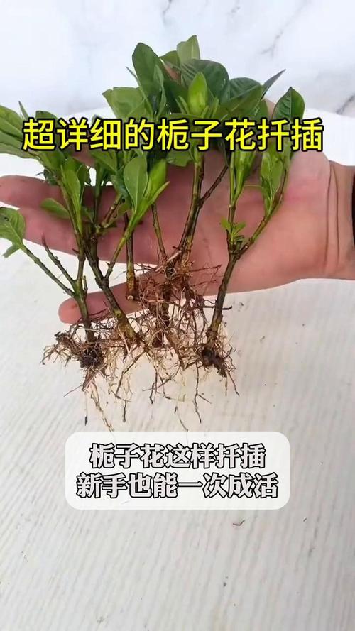 栀子花怎么扦插，栀子花怎么扦插才能存活？-第4张图片-优品飞百科
