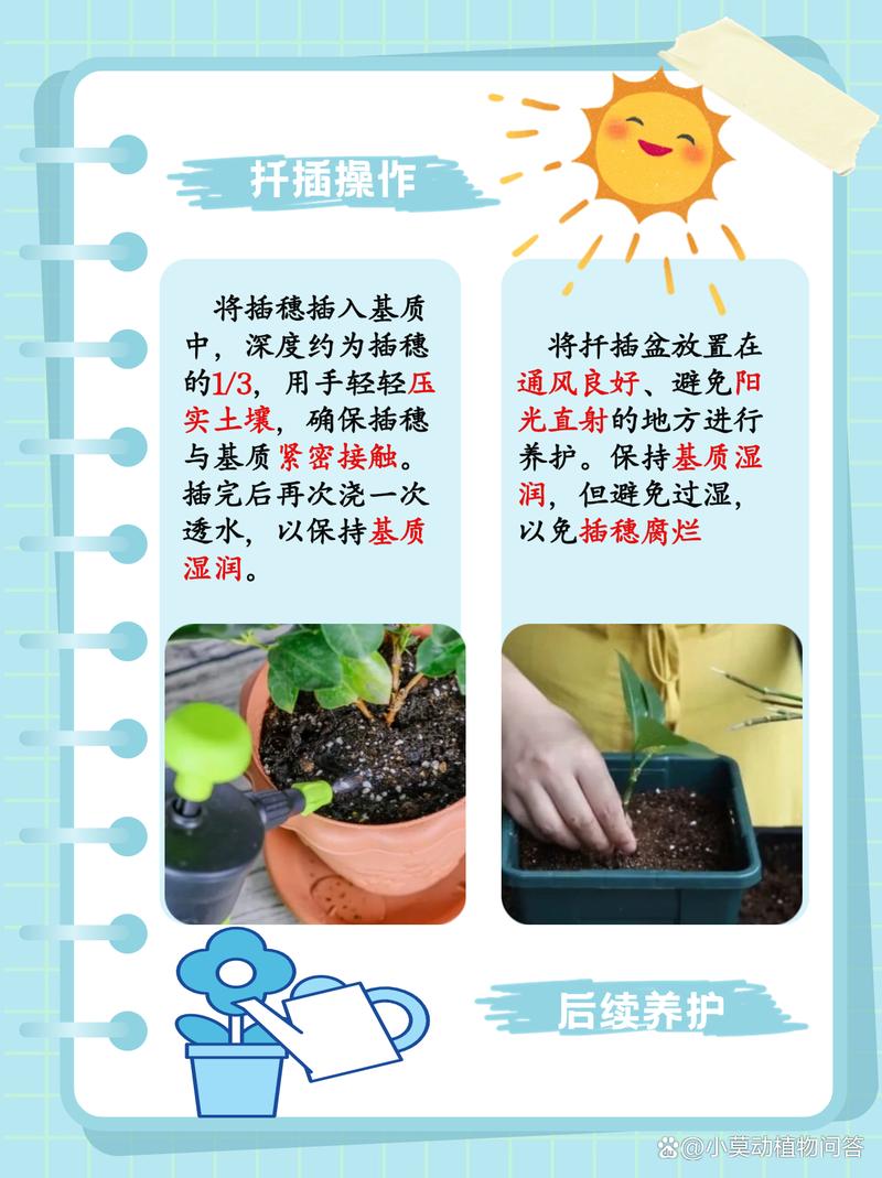 栀子花怎么扦插，栀子花怎么扦插才能存活？-第5张图片-优品飞百科