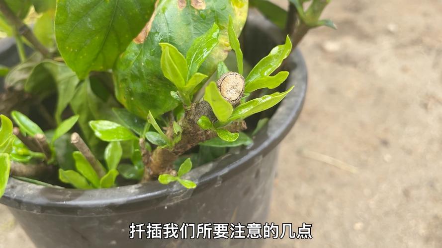 栀子花怎么扦插，栀子花怎么扦插才能存活？-第6张图片-优品飞百科