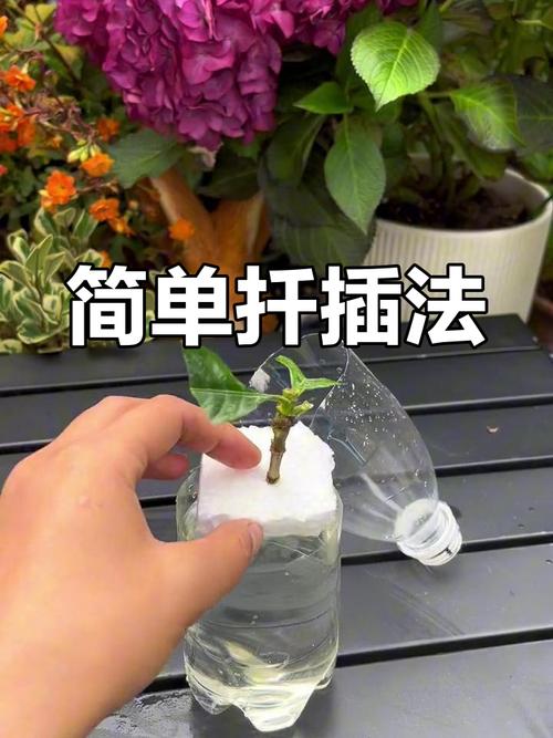 栀子花怎么扦插，栀子花怎么扦插才能存活？-第7张图片-优品飞百科