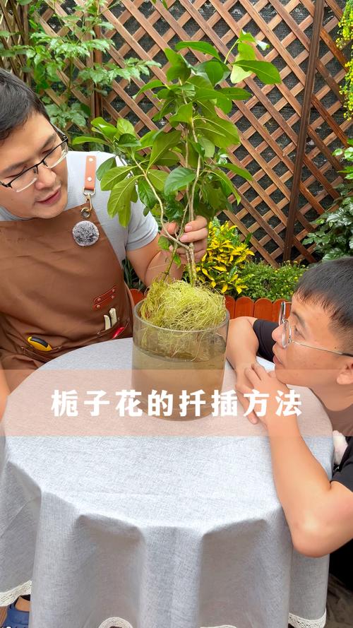 栀子花怎么扦插，栀子花怎么扦插才能存活？-第8张图片-优品飞百科