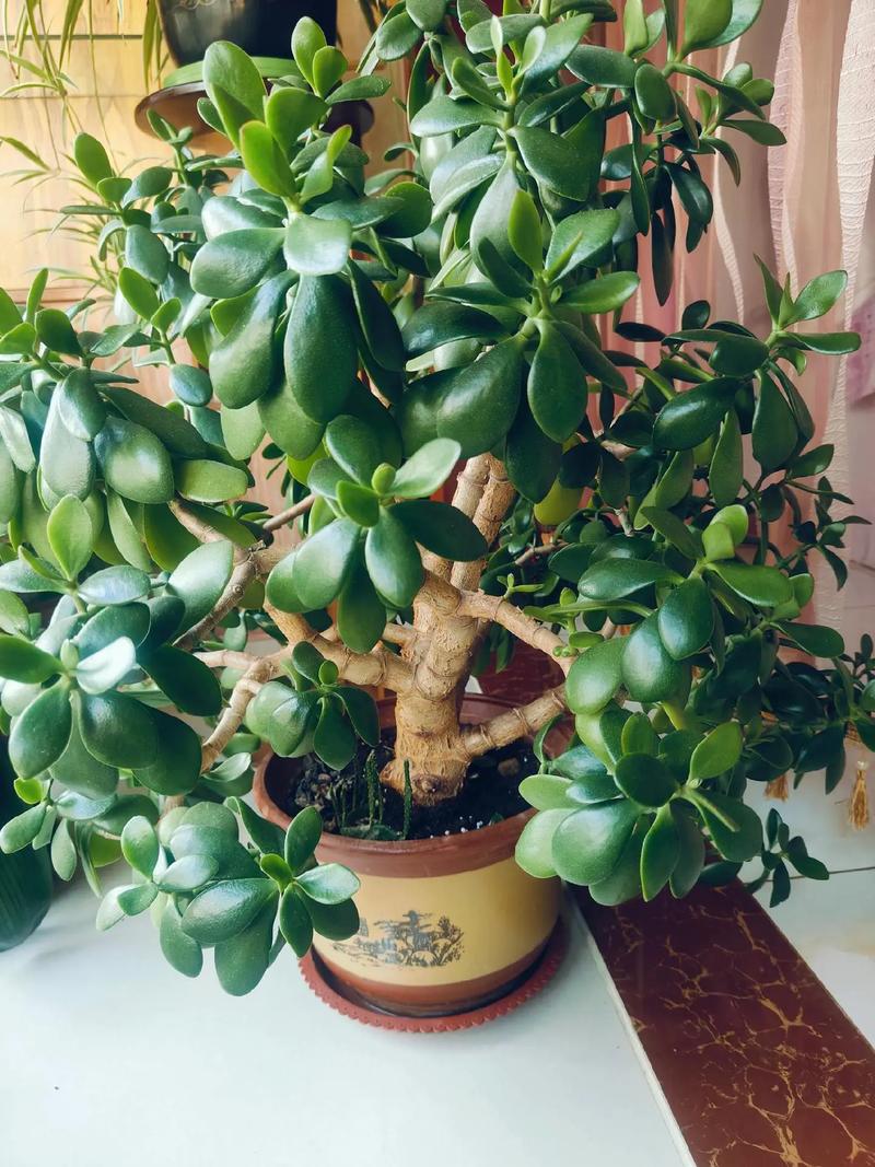 广东万年青种子怎么种？广东万年青怎么养才能粗壮？-第3张图片-优品飞百科