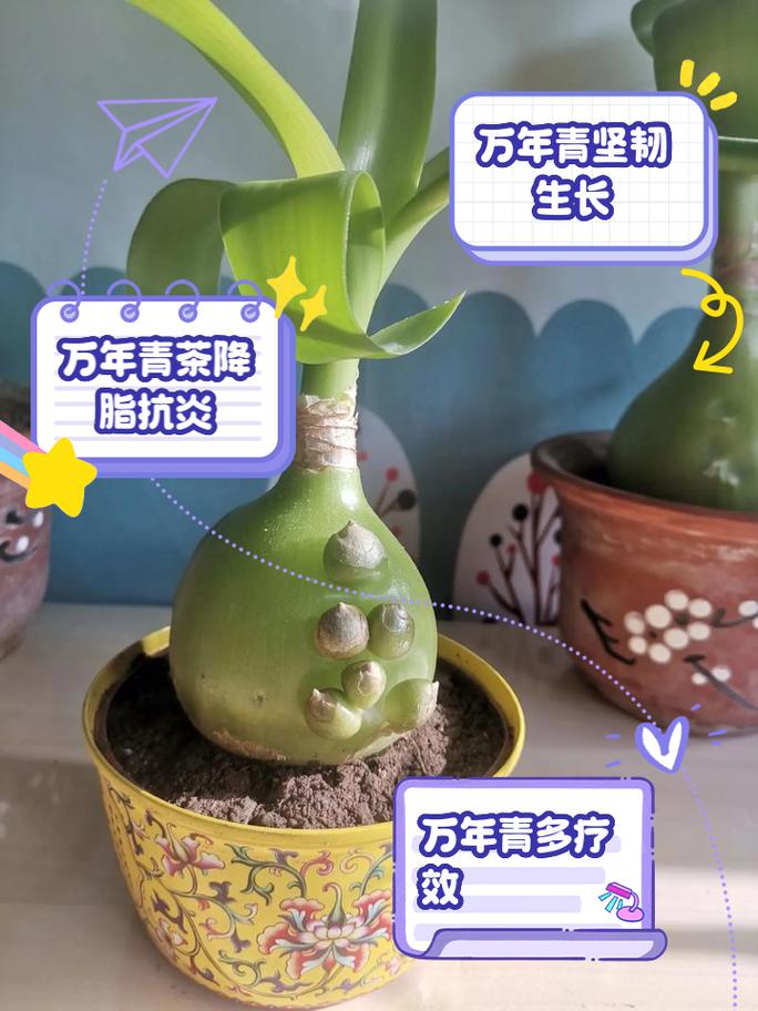 广东万年青种子怎么种？广东万年青怎么养才能粗壮？-第4张图片-优品飞百科