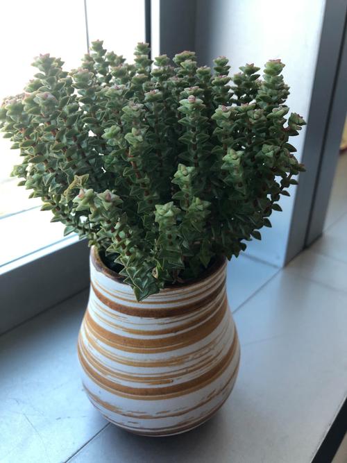 多肉植物星王子怎么养殖？多肉星王子有毒吗？-第2张图片-优品飞百科