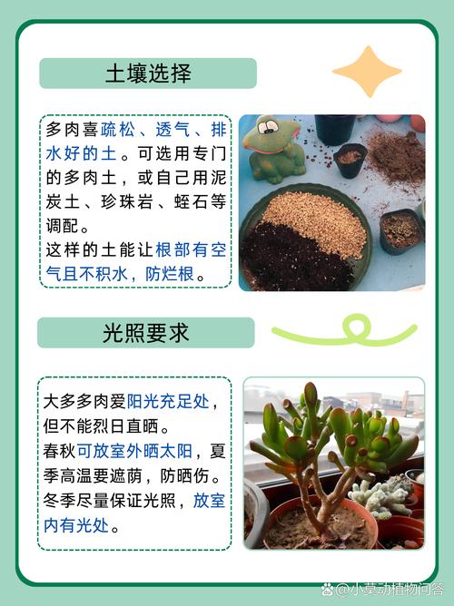 多肉植物星王子怎么养殖？多肉星王子有毒吗？