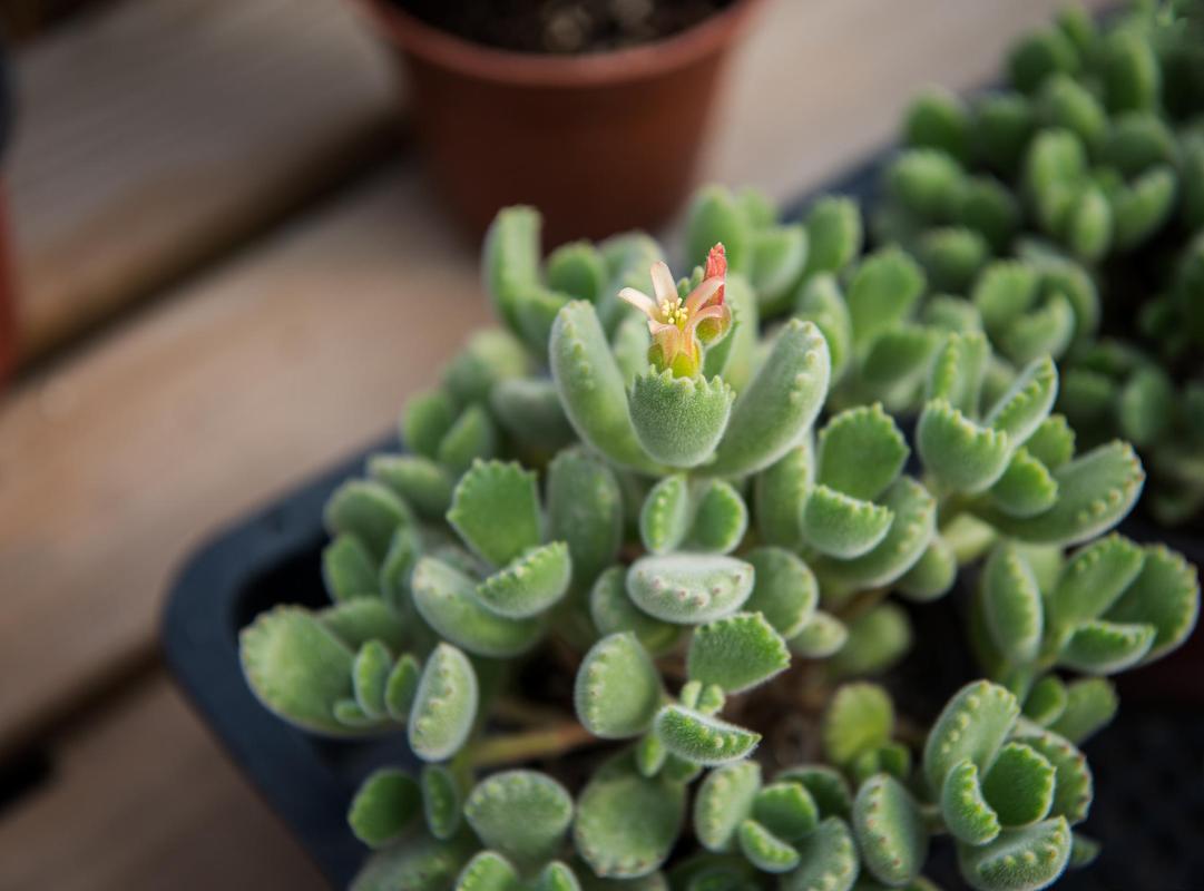 多肉植物星王子怎么养殖？多肉星王子有毒吗？-第5张图片-优品飞百科