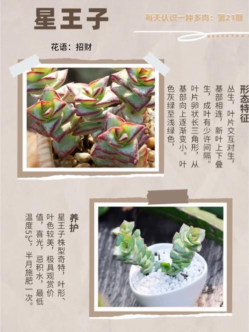 多肉植物星王子怎么养殖？多肉星王子有毒吗？-第6张图片-优品飞百科