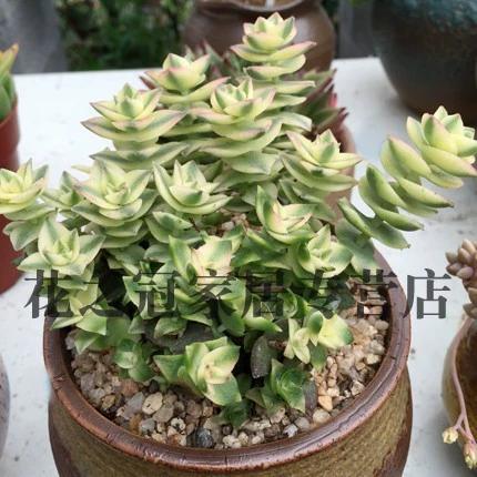 多肉植物星王子怎么养殖？多肉星王子有毒吗？-第7张图片-优品飞百科