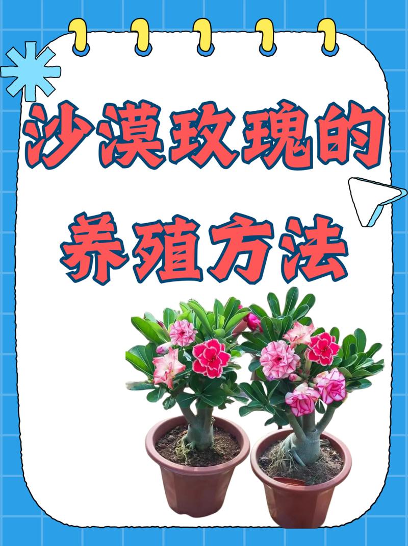 迷你玫瑰的养殖方法，迷你玫瑰盆栽怎么养