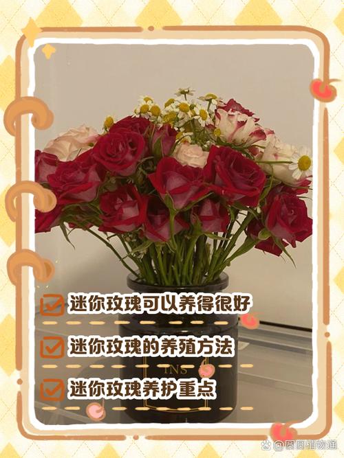 迷你玫瑰的养殖方法，迷你玫瑰盆栽怎么养-第2张图片-优品飞百科