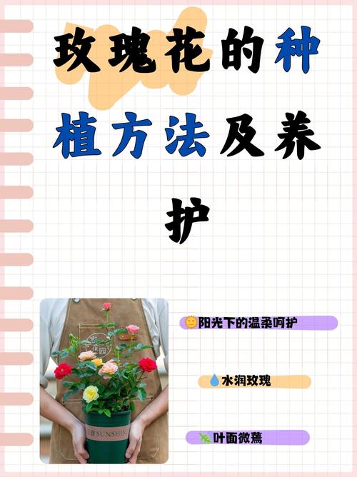 迷你玫瑰的养殖方法，迷你玫瑰盆栽怎么养-第3张图片-优品飞百科