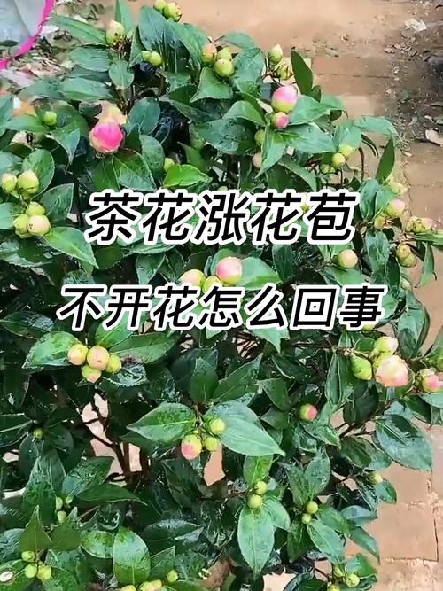 山茶花在哪里生长，山茶花生活在哪里？