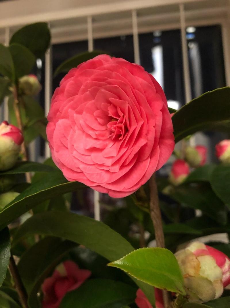 山茶花在哪里生长，山茶花生活在哪里？-第2张图片-优品飞百科