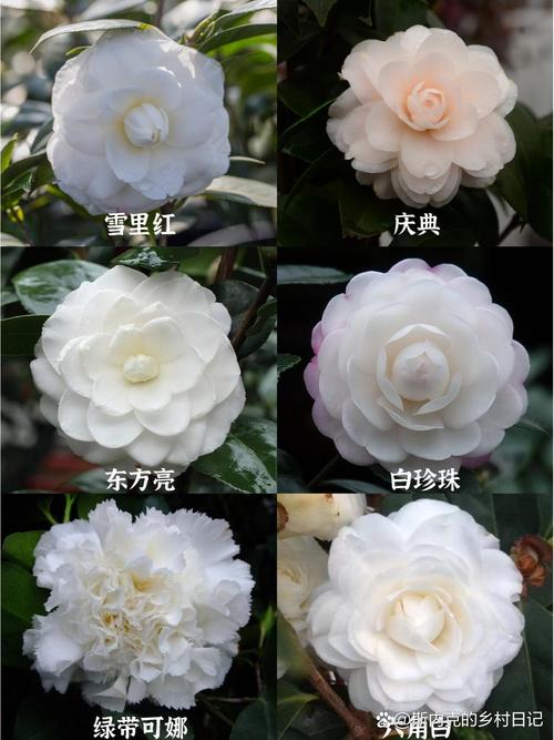 山茶花在哪里生长，山茶花生活在哪里？-第3张图片-优品飞百科